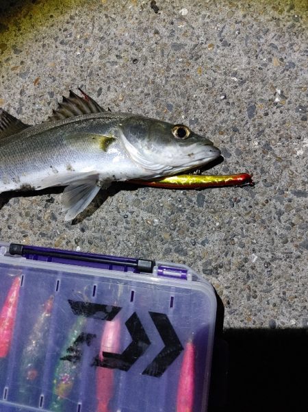 セイゴ30cmを2匹