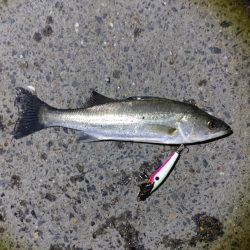 爆釣と言って良いと思います(^^)