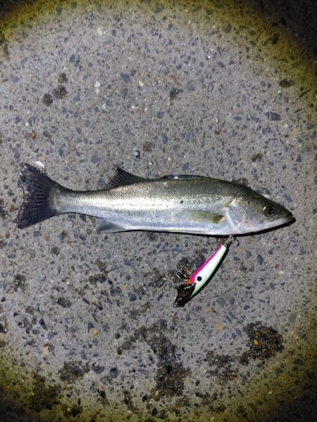 爆釣と言って良いと思います(^^)