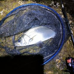 ヒラセイゴ祭り