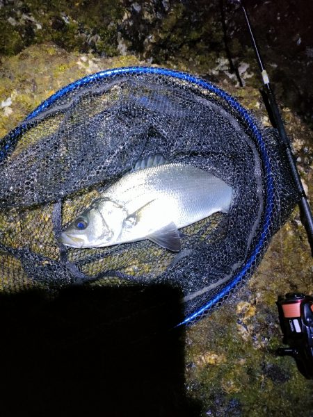 ヒラセイゴ祭り