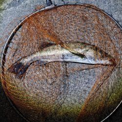 なかなか難しかったです(^^;)