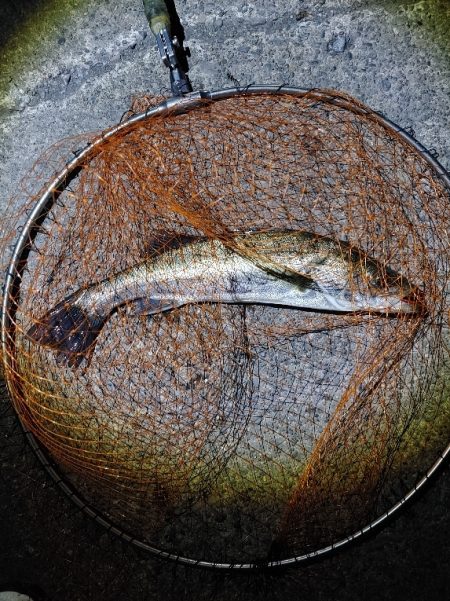 なかなか難しかったです(^^;)