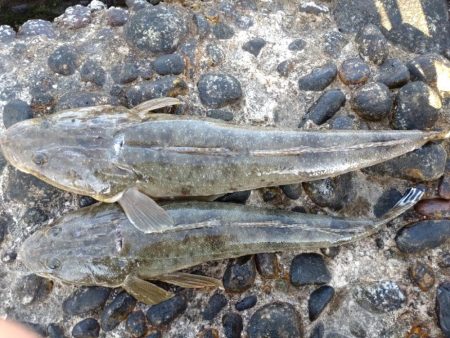 マゴチ2匹！フクラギ多