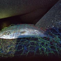 フクラギ多数!マゴチ1匹!