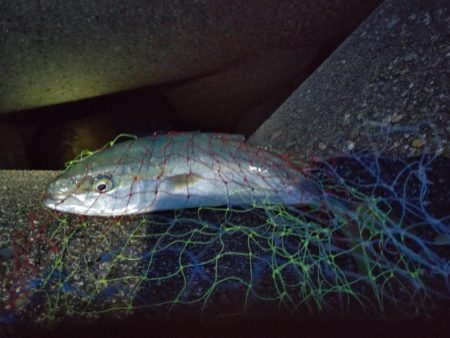 フクラギ多数!マゴチ1匹!