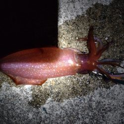 ケンサキ、コウイカ