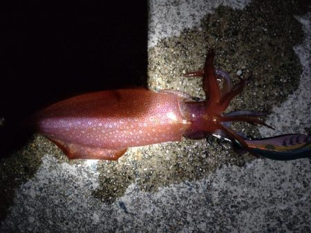 ケンサキ、コウイカ