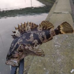 釣りキャン帰りに