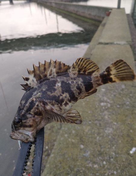 釣りキャン帰りに