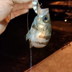 小豆島釣りキャンツーリング初日釣果