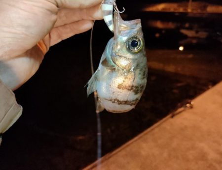 小豆島釣りキャンツーリング初日釣果