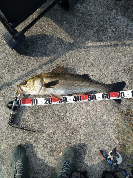 特大シーバス、食べてもうまかった😋