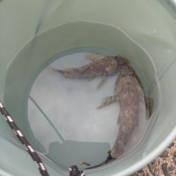 ガシラしかいない