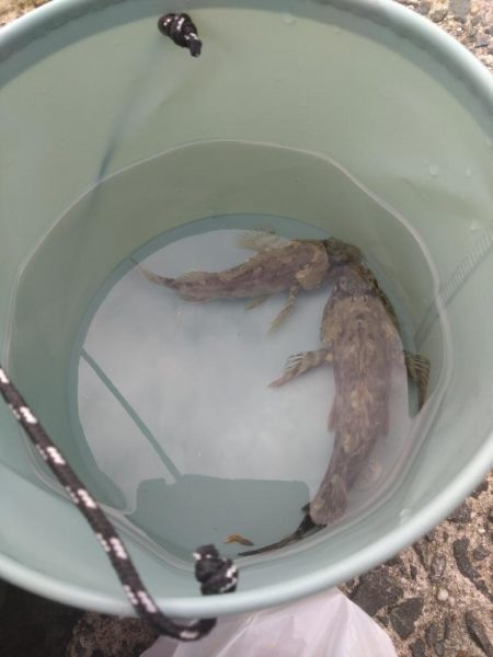 ガシラしかいない