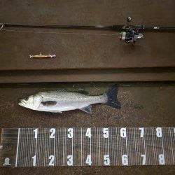 まだまだバチ抜け?