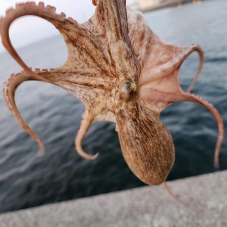 タコのちシーバス🐙…