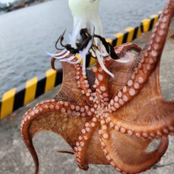 今日もタコ🐙