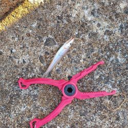 1年ぶりの釣果は…?