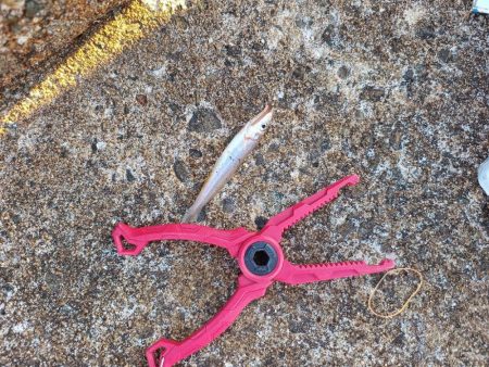 １年ぶりの釣果は…?