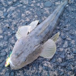 雨後のフラットフィッシュ