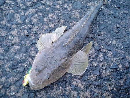 雨後のフラットフィッシュ