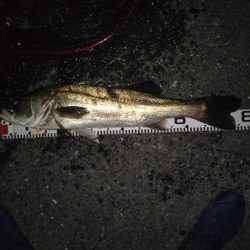 ナイトシーバス