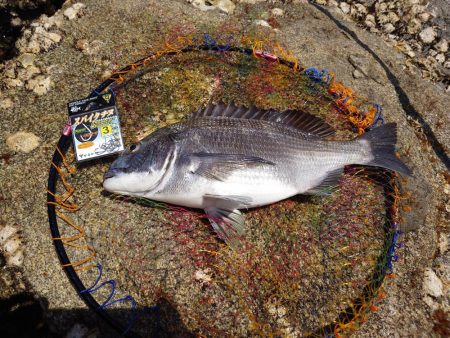 ノッコミ間近？芸予諸島のチヌ釣り