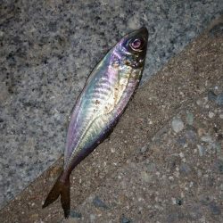 お目当ての魚は釣れませんでした！