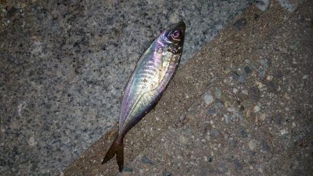 お目当ての魚は釣れませんでした！