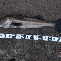 シーバスandキビレ