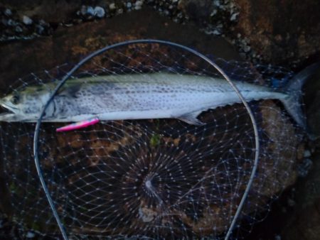 今年初の鰆はメーターオーバー！！