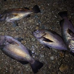 メバルウキ釣り