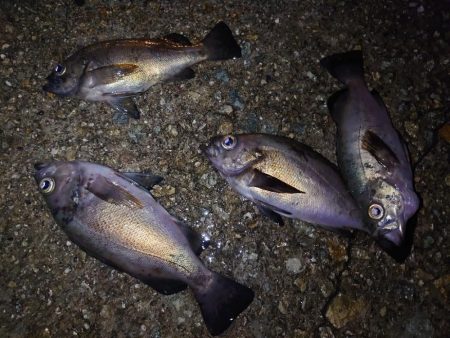 メバルウキ釣り