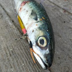 サバ狙い朝釣行