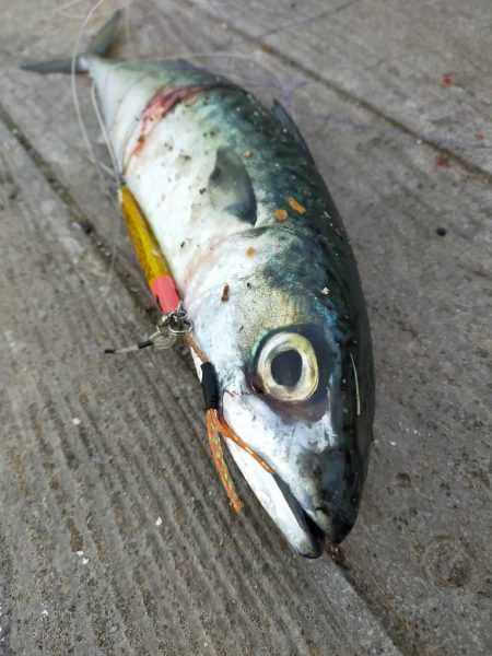 サバ狙い朝釣行