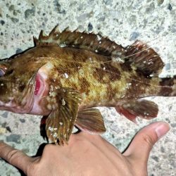 ガシラ、メバル、シーバス