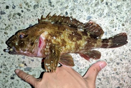 ガシラ、メバル、シーバス