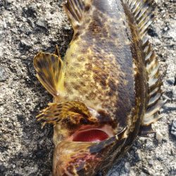 アジ探し@泉佐野