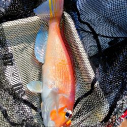 タイラバで甘鯛