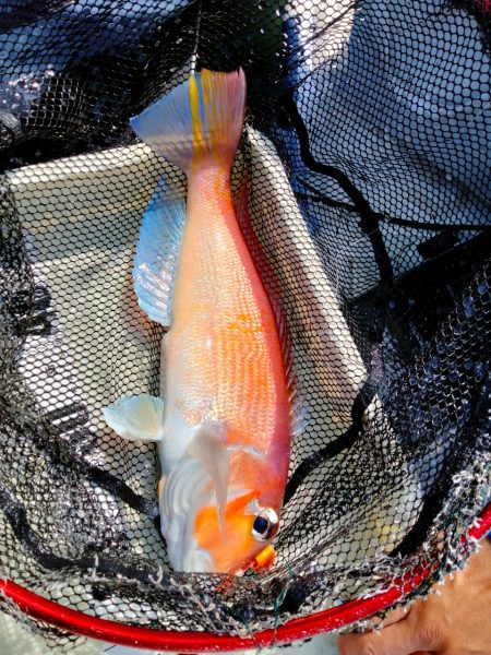 タイラバで甘鯛