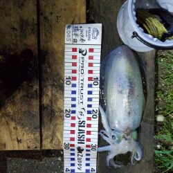 春アオリイカ狙い