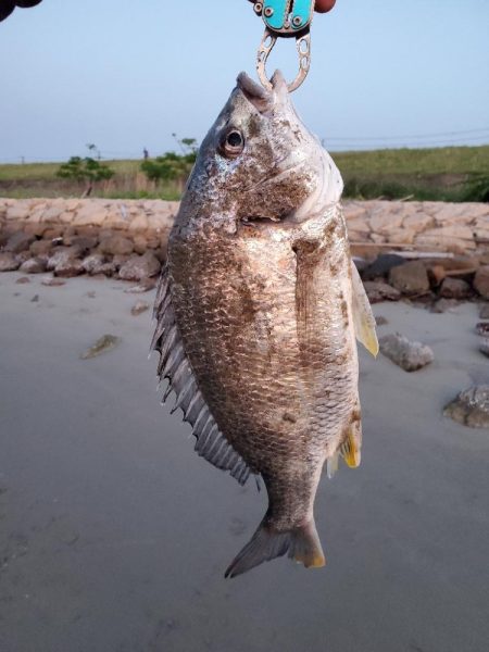 チヌはバイブで釣れる