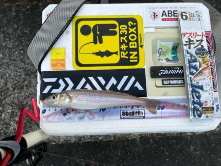 ＧＷ天草キス釣り遠征でした　その３