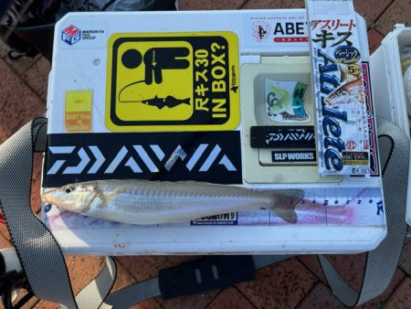 ＧＷ天草キス釣り遠征でした　その２