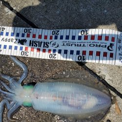 春アオリイカ狙い