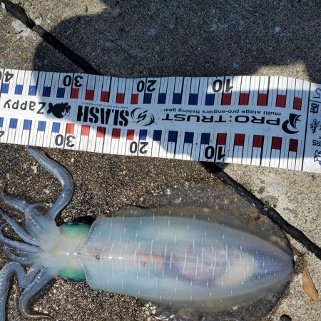 春アオリイカ狙い