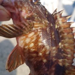 やっぱり穴釣り