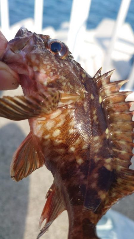 やっぱり穴釣り