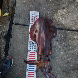 春アオリイカ狙い